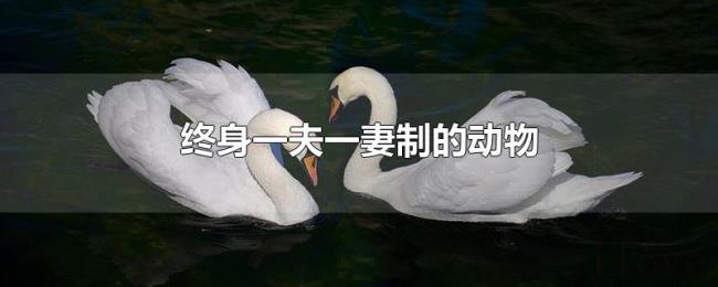 终身一夫一妻制的动物 终身一夫一妻制的动物
