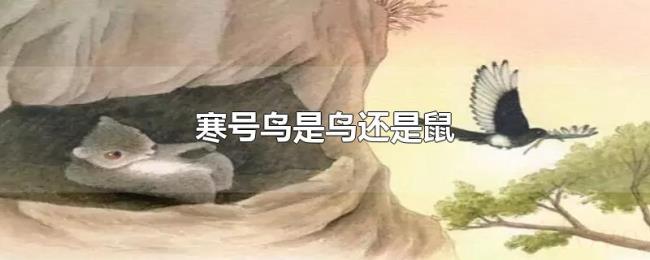 寒号鸟是鸟还是鼠 寒号鸟是鸟还是鼠