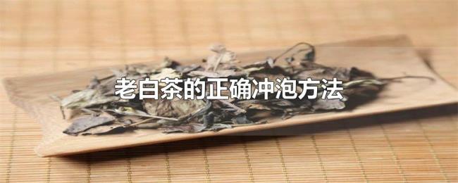 老白茶的正确冲泡方法