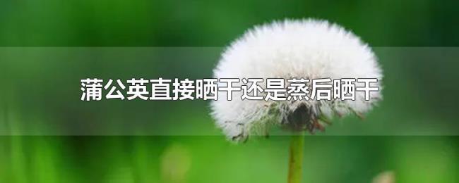 蒲公英直接晒干还是蒸后晒干