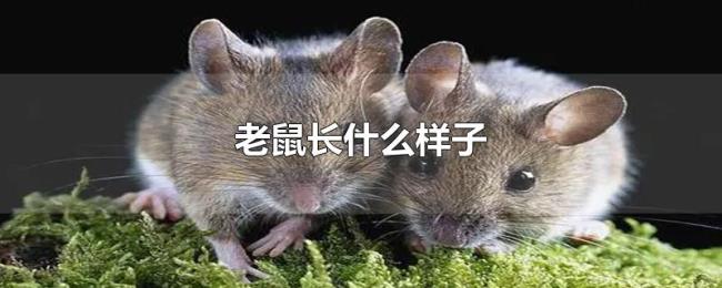 老鼠长什么样子 老鼠长什么样子