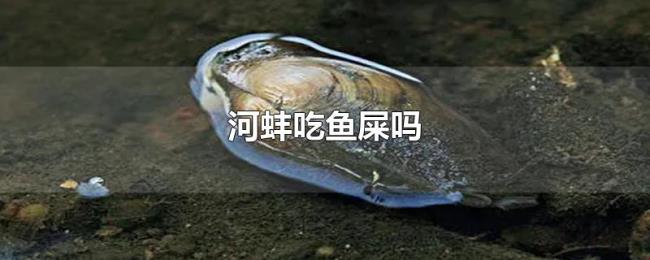河蚌吃鱼屎吗 河蚌吃鱼屎吗