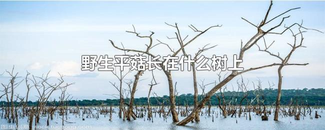 野生平菇长在什么树上