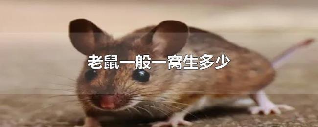老鼠一般一窝生多少