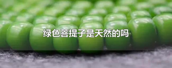 绿色菩提子是天然的吗 绿色菩提子是天然的吗
