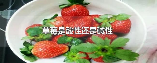 草莓是酸性还是碱性