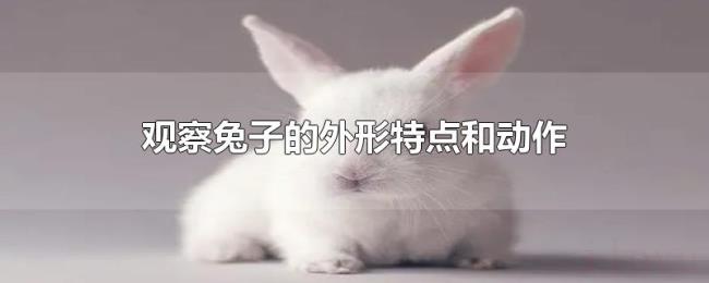 观察兔子的外形特点和动作