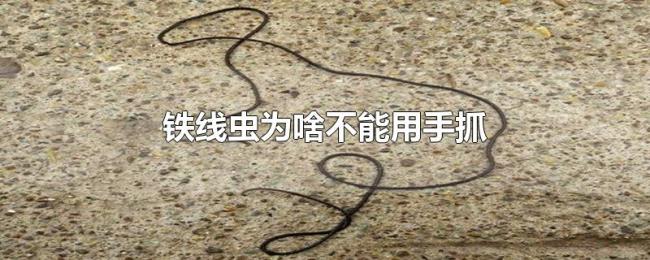 铁线虫为啥不能用手抓