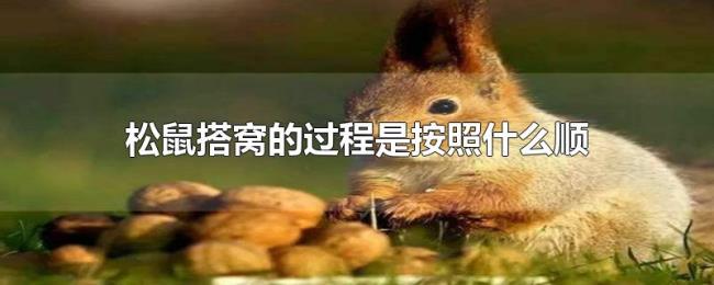 松鼠搭窝的过程是按照什么顺序来的