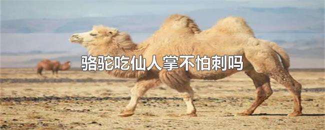 骆驼吃仙人掌不怕刺吗