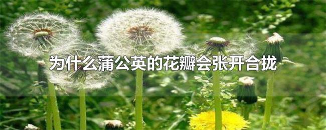 为什么蒲公英的花瓣会张开合拢