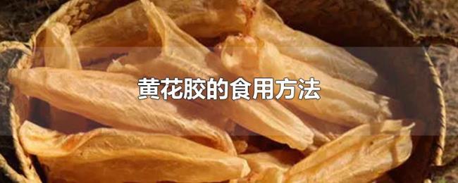 黄花胶的食用方法 黄花胶的食用方法