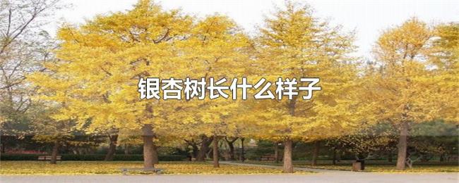 银杏树长什么样子