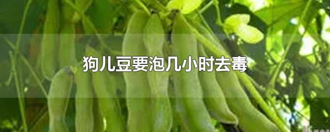 狗儿豆要泡几小时去毒 狗儿豆要泡几小时去毒