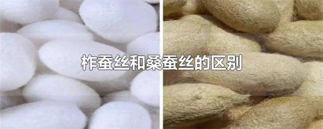 柞蚕丝和桑蚕丝的区别 柞蚕丝和桑蚕丝的区别