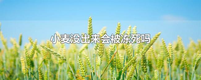 小麦没出来会被冻死吗