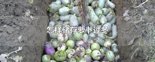 怎样储存萝卜过冬