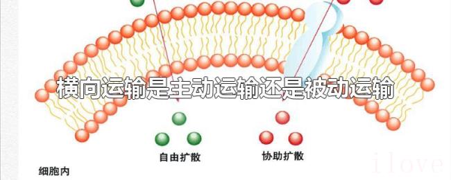横向运输是主动运输还是被动运输