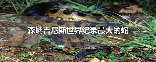 森蚺吉尼斯世界纪录最大的蛇