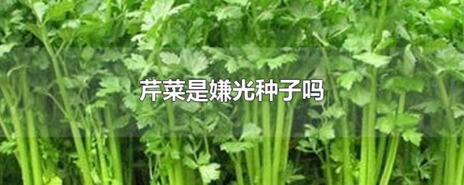芹菜是嫌光种子吗