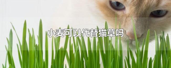 小麦可以代替猫草吗