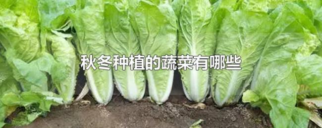 秋冬种植的蔬菜有哪些