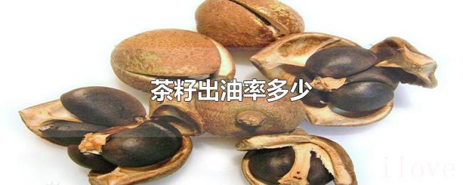 茶籽出油率多少 茶籽出油率多少