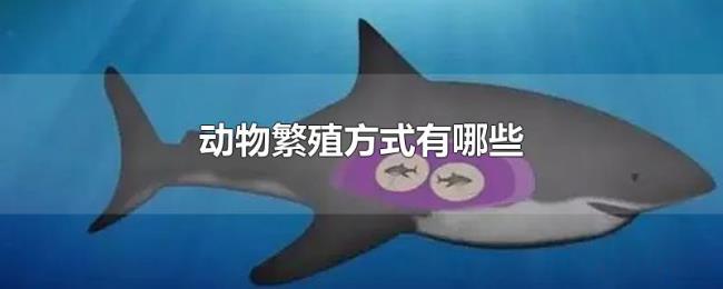 动物繁殖方式有哪些