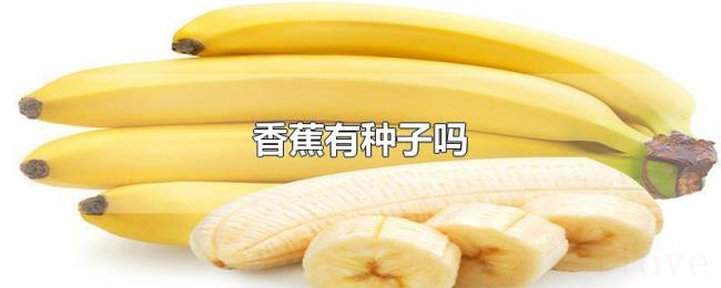 香蕉有种子吗
