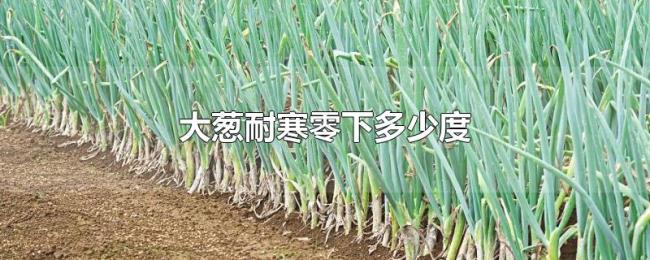 大葱耐寒零下多少度