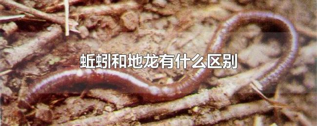 蚯蚓和地龙有什么区别