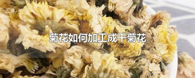 菊花如何加工成干菊花