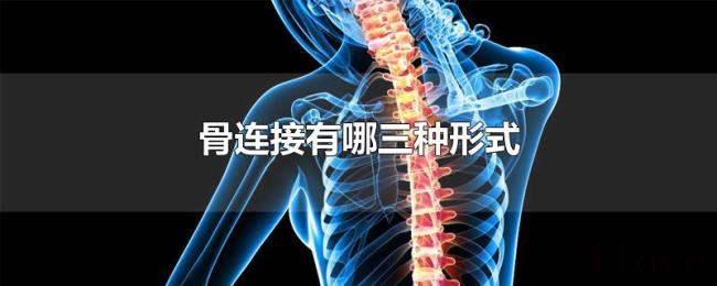 骨连接有哪三种形式 骨连接有哪三种形式