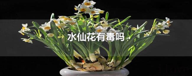 水仙花有毒吗 水仙花有毒吗