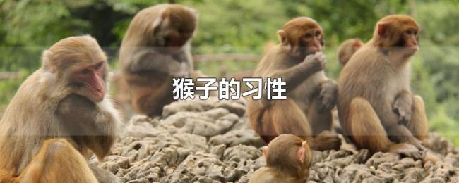 猴子的习性