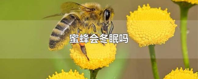 蜜蜂会冬眠吗