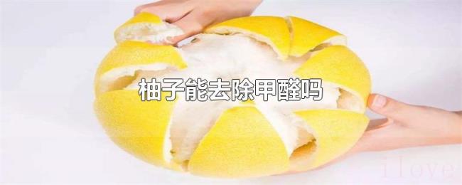 柚子能去除甲醛吗