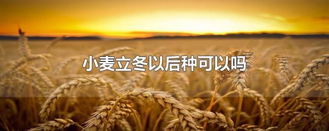 小麦立冬以后种可以吗