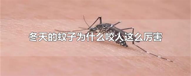 冬天的蚊子为什么咬人这么厉害
