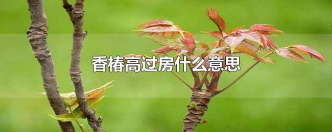 香椿高过房什么意思 香椿高过房什么意思