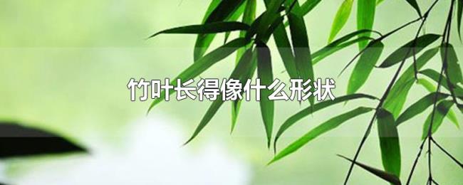 竹叶长得像什么形状 竹叶长得像什么形状