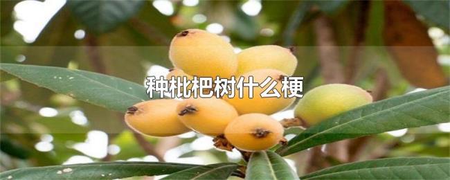 种枇杷树什么梗