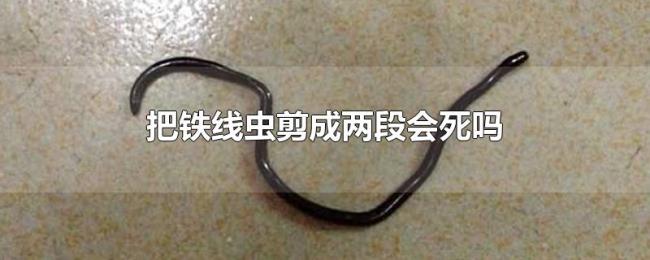 把铁线虫剪成两段会死吗