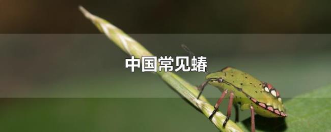 中国常见蝽