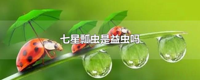 七星瓢虫是益虫吗