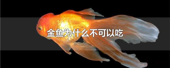 金鱼为什么不可以吃