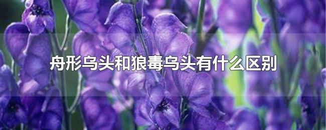 舟形乌头和狼毒乌头有什么区别
