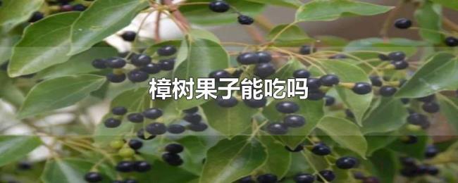 樟树果子能吃吗 樟树果子能吃吗