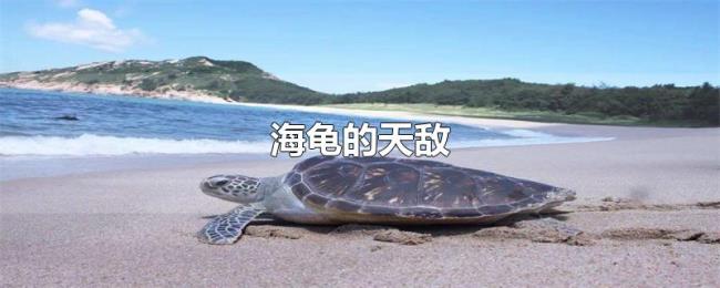 海龟的天敌 海龟的天敌
