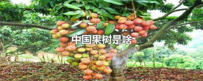 中国果树是啥